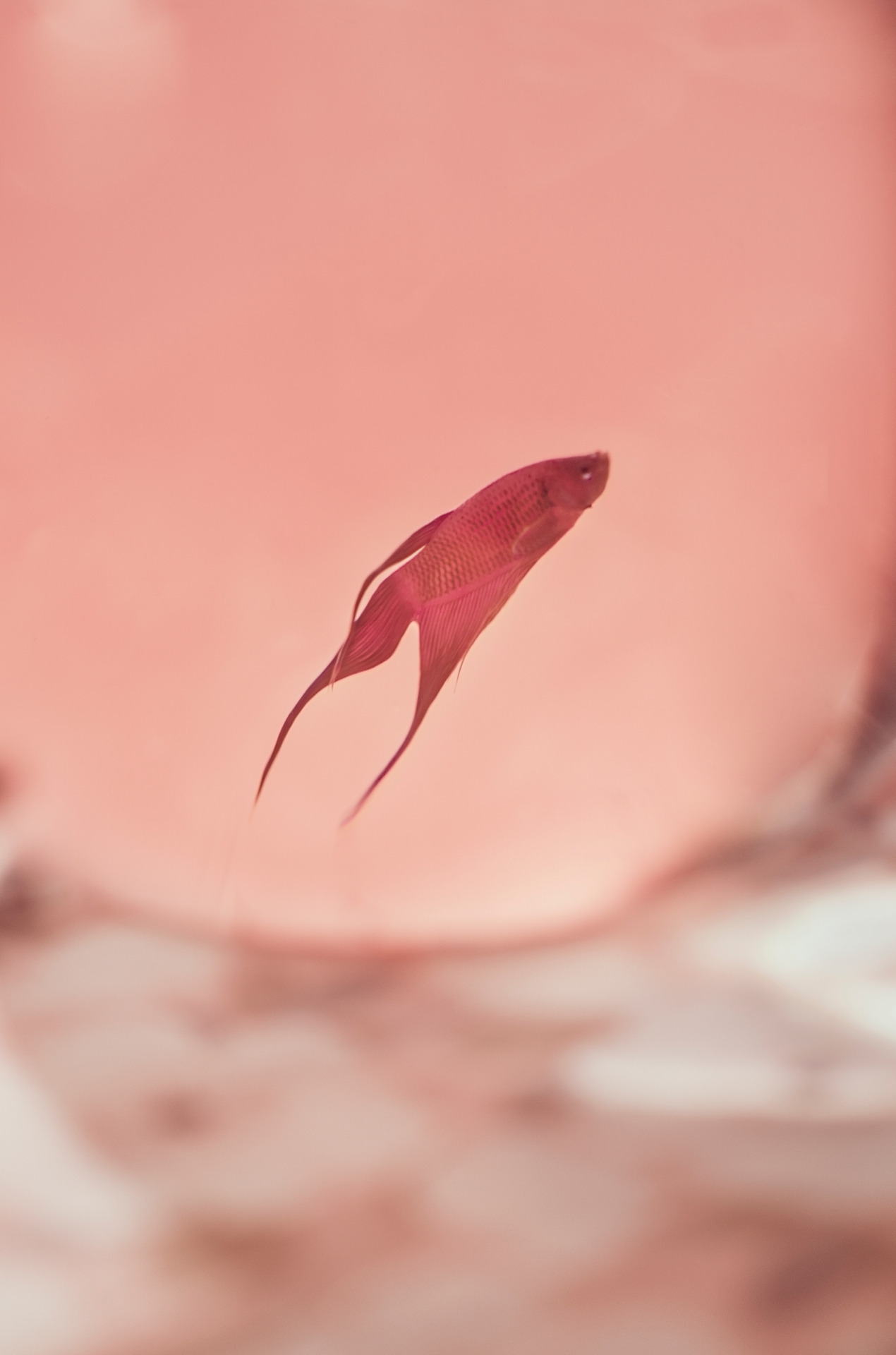 Body As a Living Archive