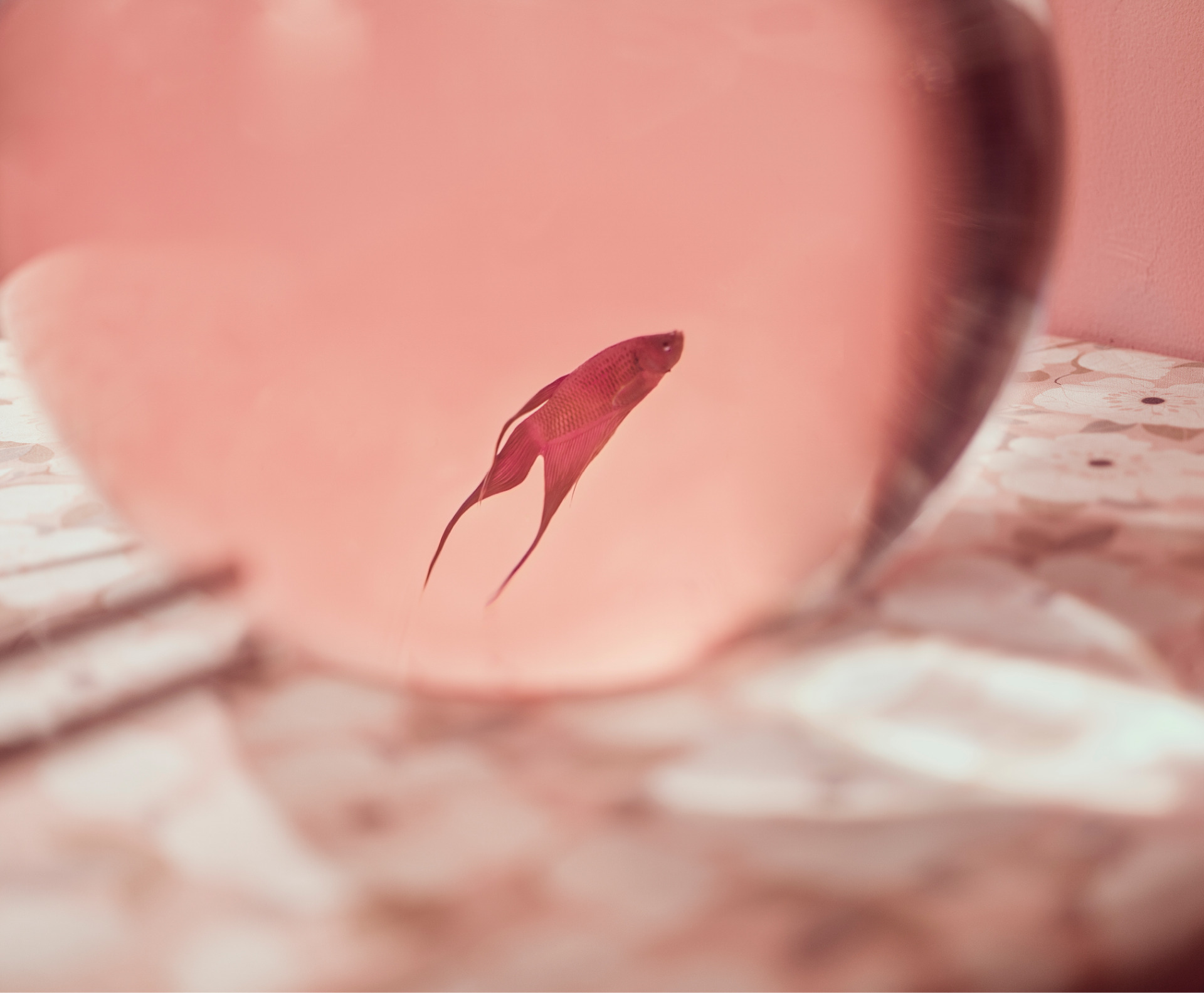 Body As a Living Archive